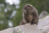 Badgering Marmot